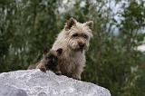 CAIRN TERRIER 441
